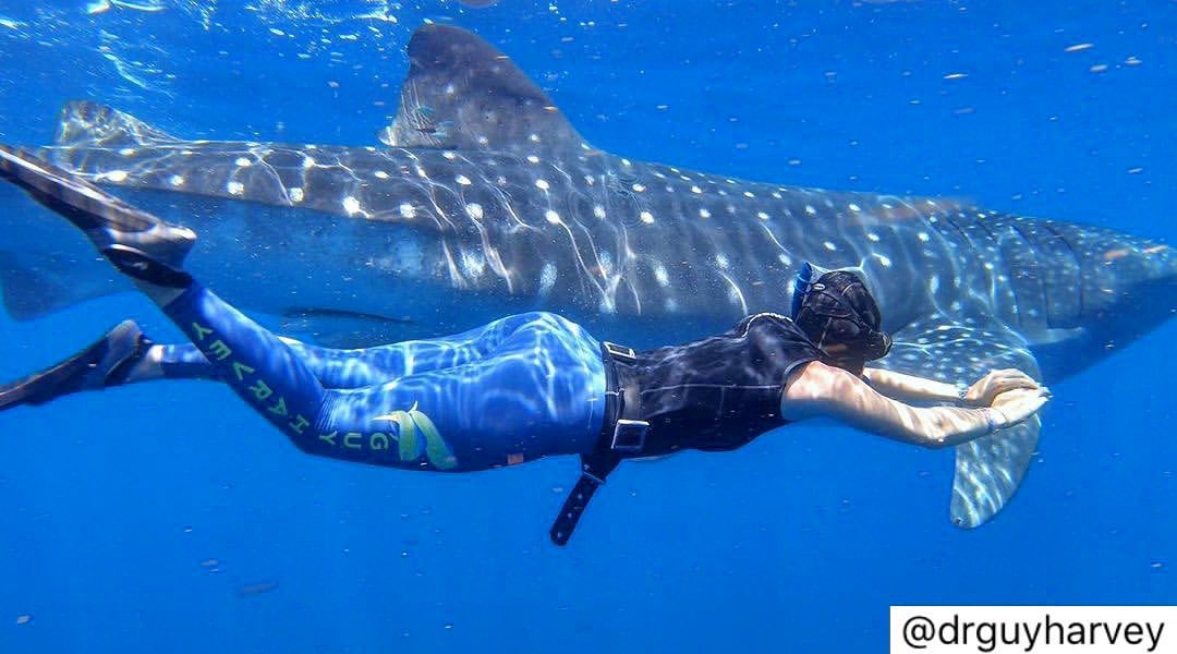 Celebrate SharkWeek