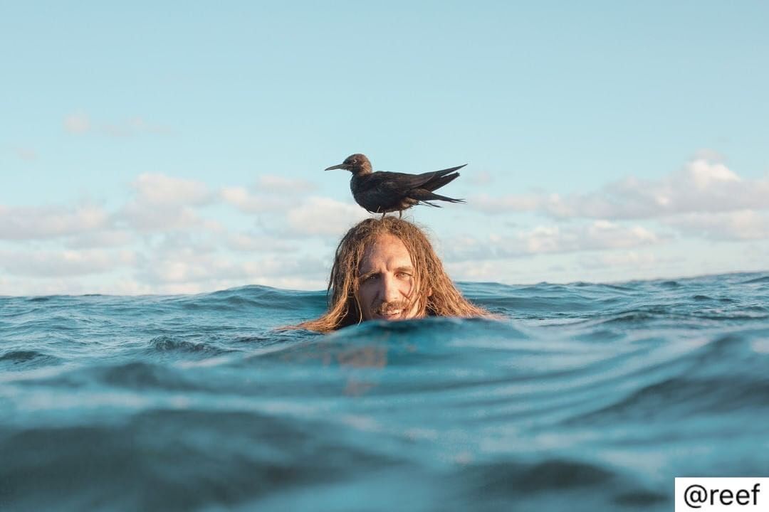 Missing out on Surf