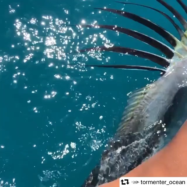 Sunday swim Water