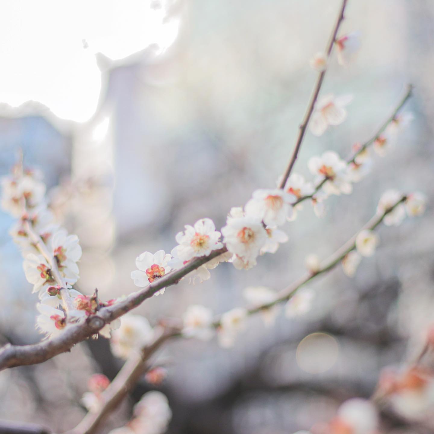 
The blossom