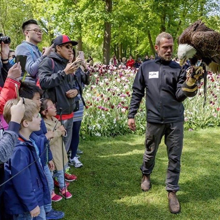 Falcons owls buzza