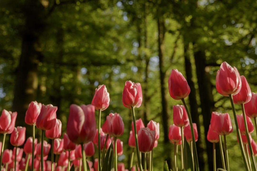 Beautiful red tulips