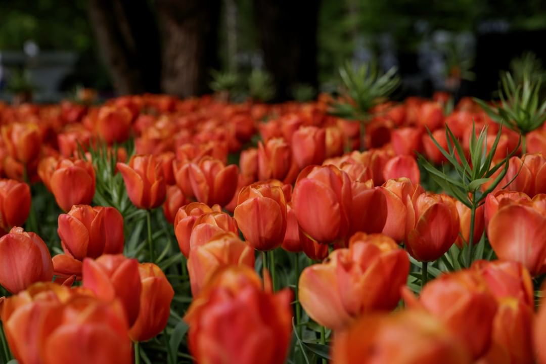 Beautiful red tulips