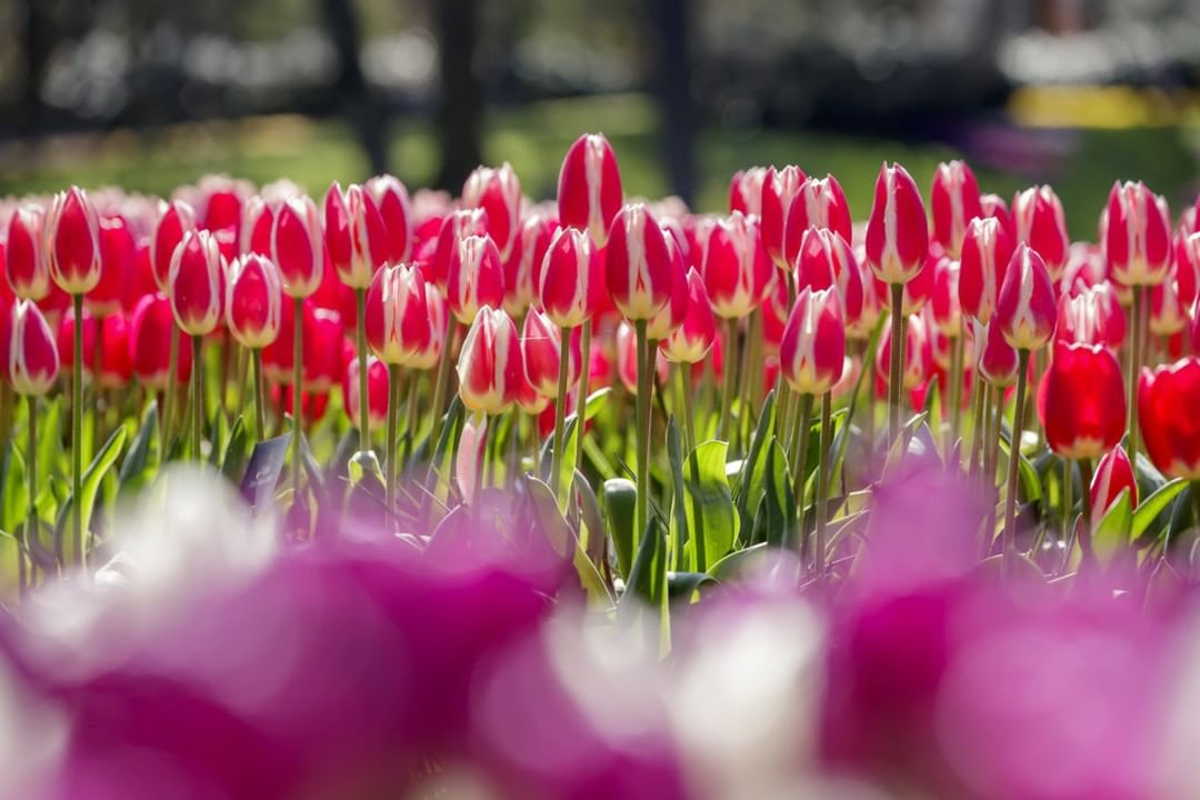 Ask Keukenhof Alway
