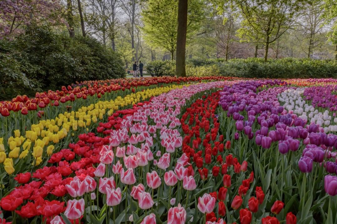 Ask Keukenhof A whi
