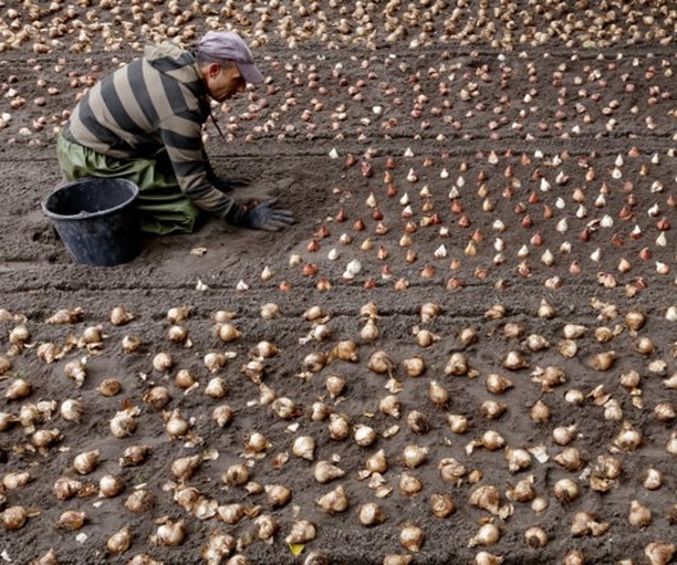 Bulbs as far as the 