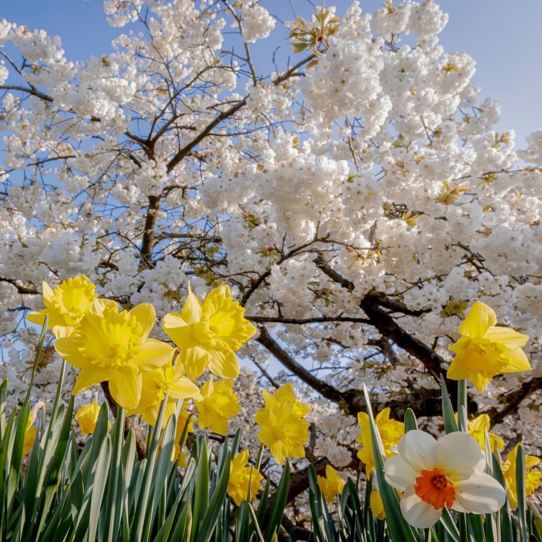 A beautiful blossom 
