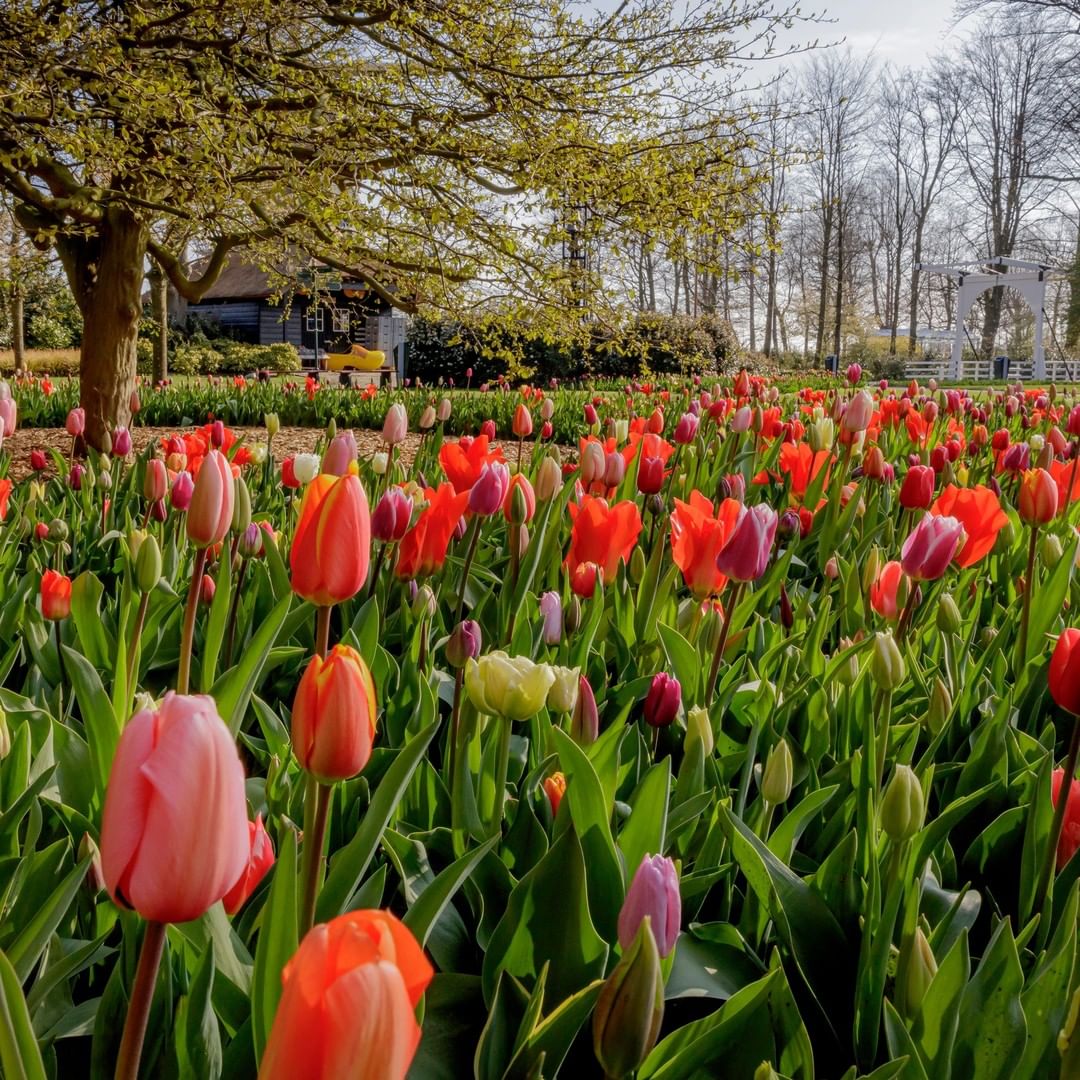 Tulips a wooden sho