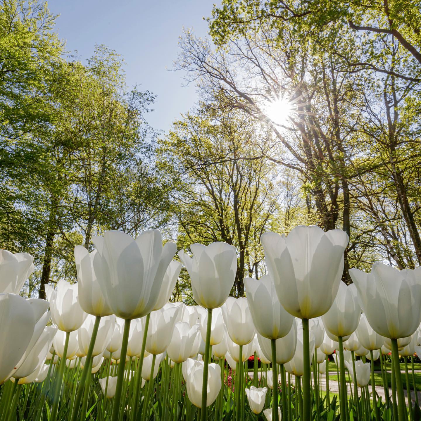 Beautiful white tuli