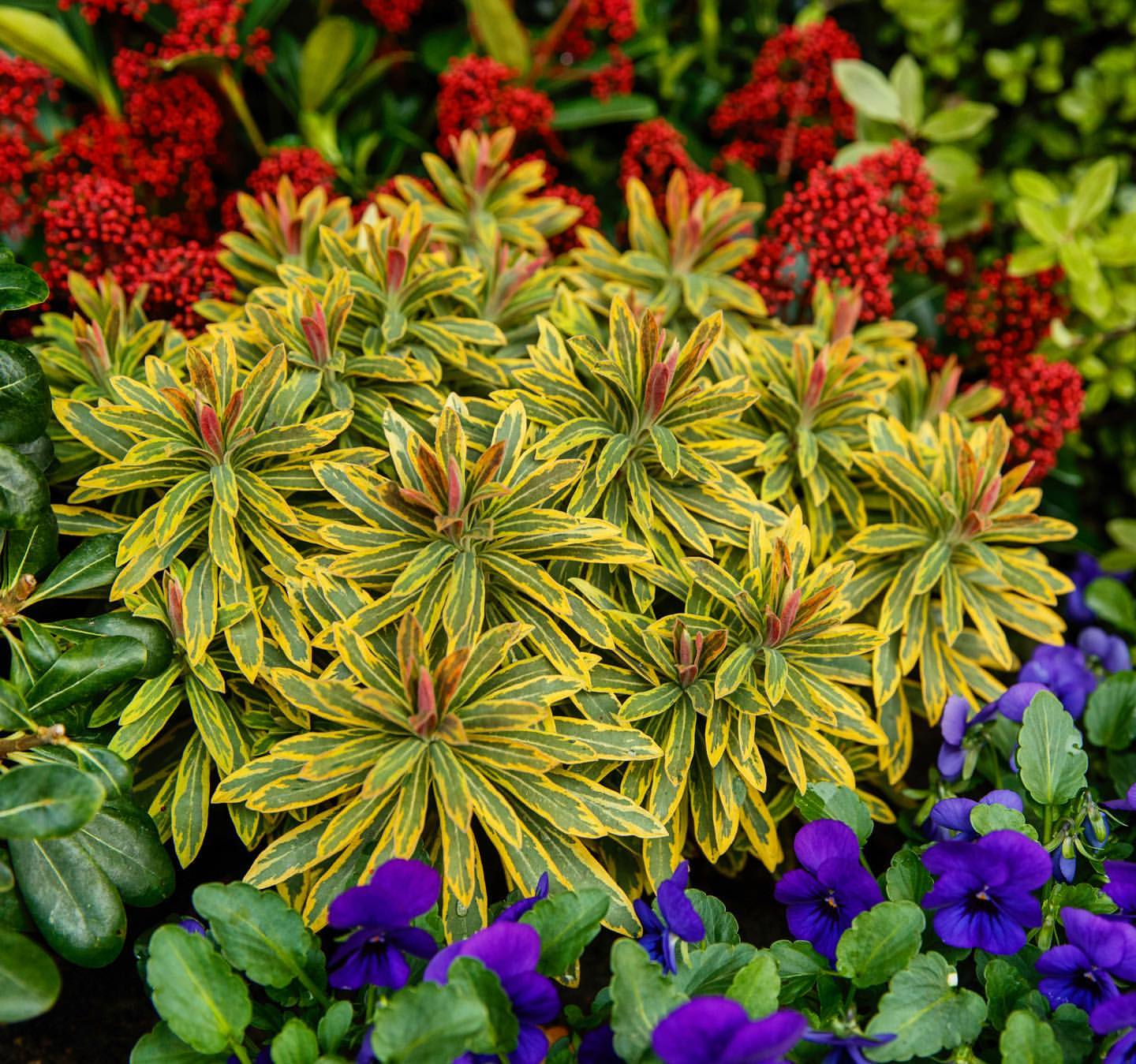 Winter flowering 
