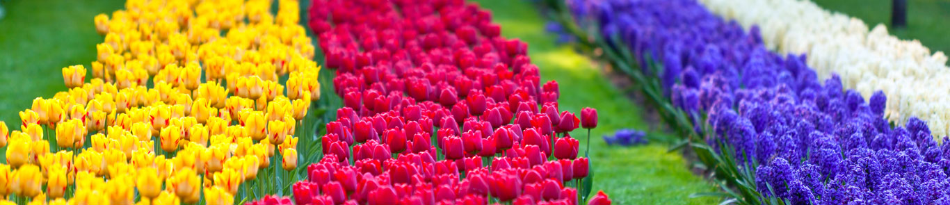 Keukenhof Flower Festival banner ilikevents