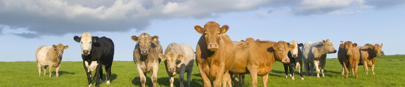 Production & Processing Expo (IPPE) banner ilikevents