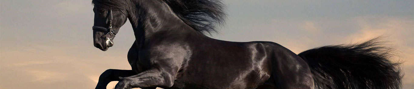 نمایشگاه اسب سواری برلین (Hippologica) banner ilikevents