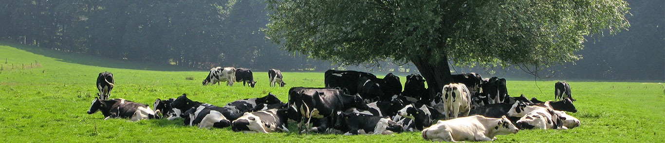 نمایشگاه دام و طیور کرمونا banner ilikevents