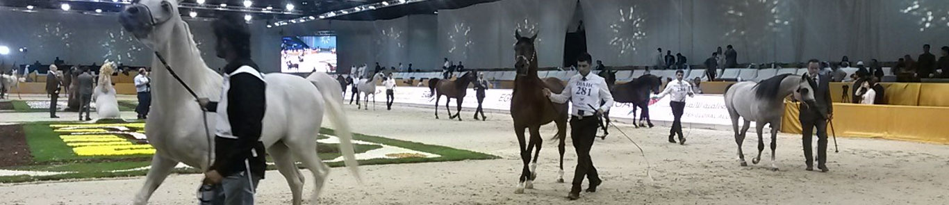 نمایشگاه بین المللی اسب دبی (DIHF) banner ilikevents