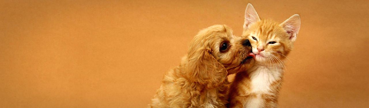 نمایشگاه حیوانات خانگی ترکیه (petzoo) banner ilikevents