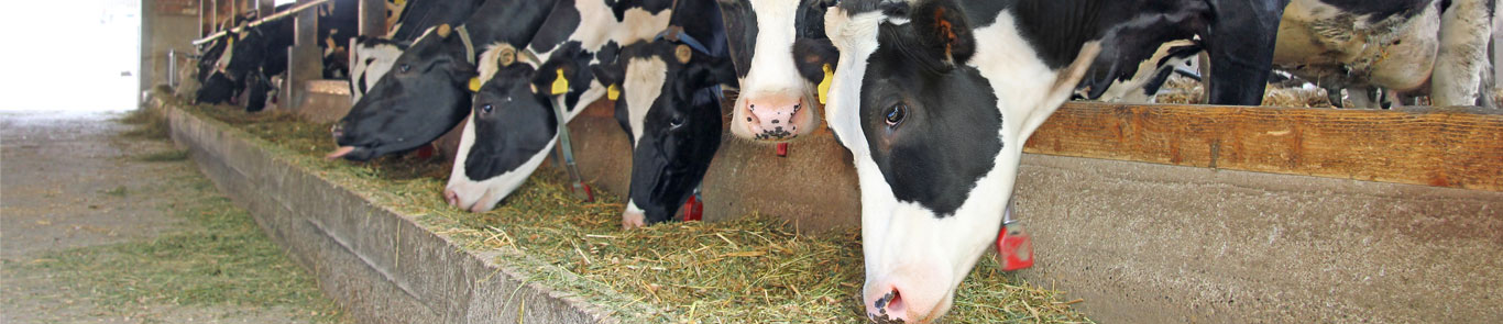 Livestock Asia banner ilikevents