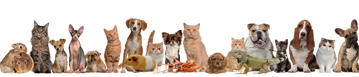 نمایشگاه حیوانات خانگی لاس وگاس (SuperZoo) banner ilikevents