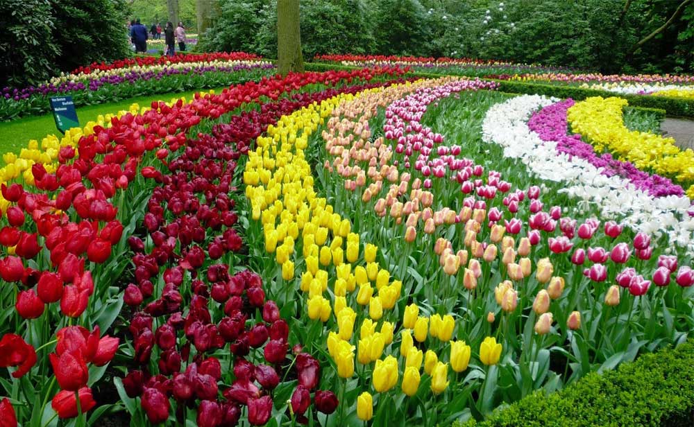 Keukenhof Flower Festival (23 Mar to 14 May 2023),Amsterdam,