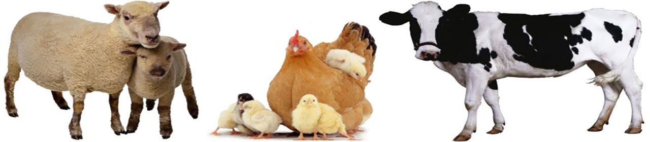 نمایشگاه دام و طیور روسیه (MAP Russia) banner ilikevents