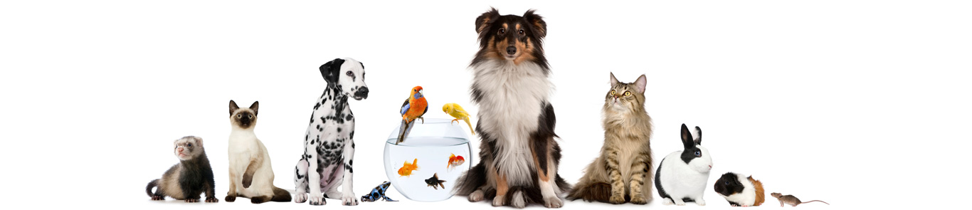 نمایشگاه حیوانات خانگی نورنبرگ (Interzoo) banner ilikevents