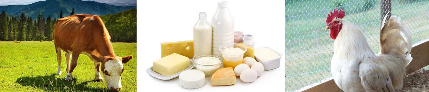 معرض للماشية والدواجن ومنتجات الألبان - طهران (Iran PLEX) banner ilikevents