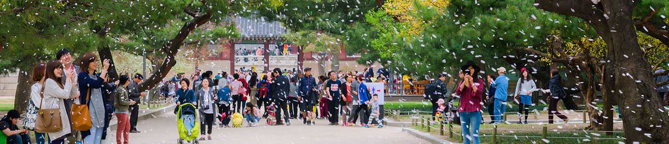 جشنواره شکوفه گیلاس ژاپن banner ilikevents