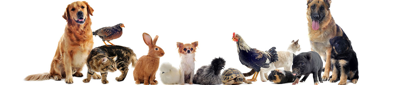 Interpets Asia Pacific banner ilikevents