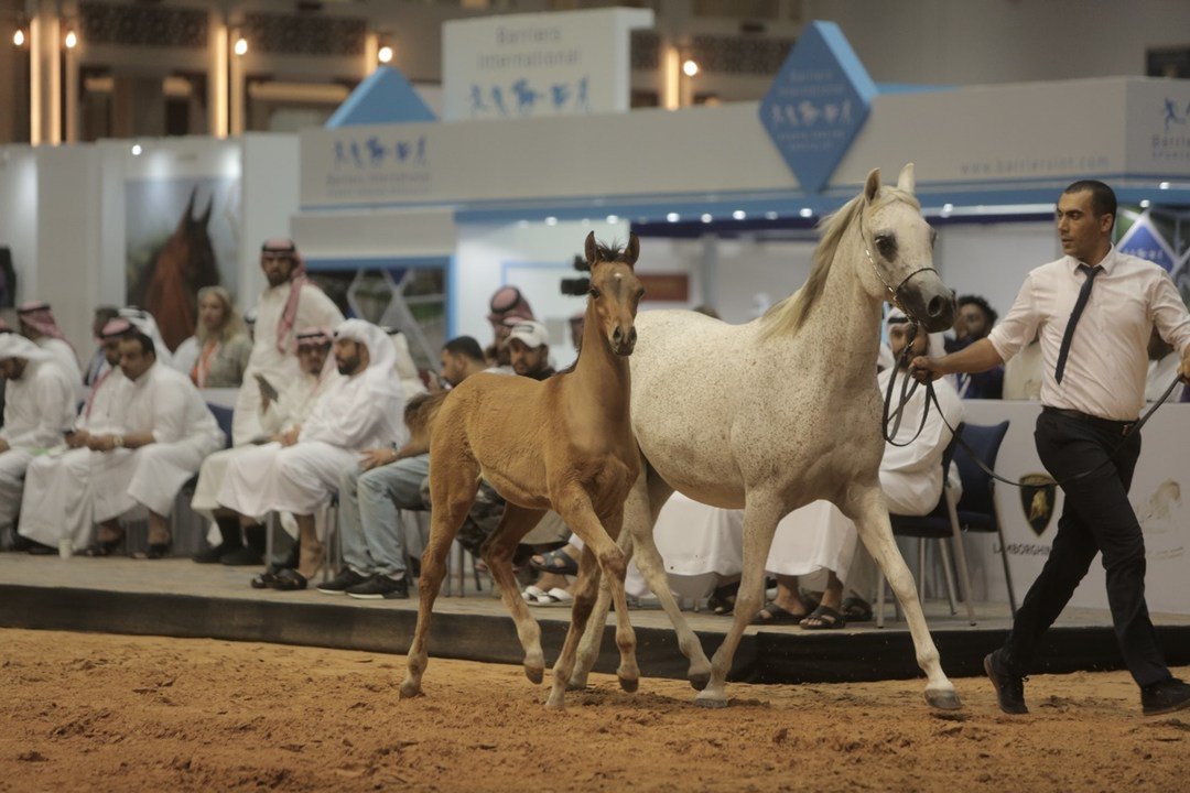 Purebred Arabianhor