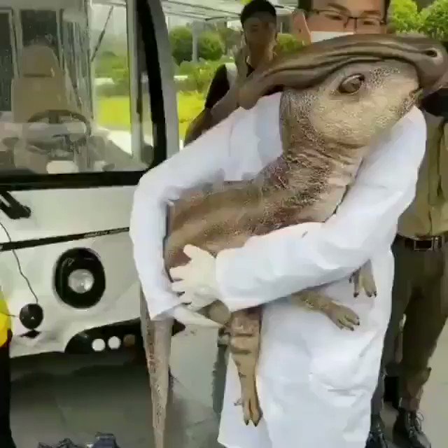 Hand puppet from the