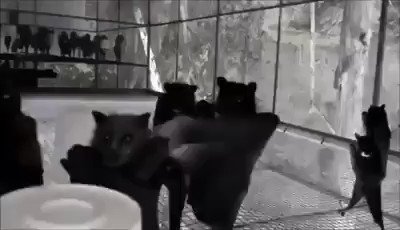 Bats filmed upside d