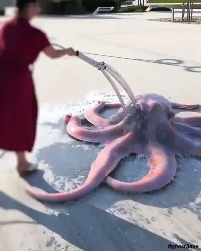 Churro the Octopus g