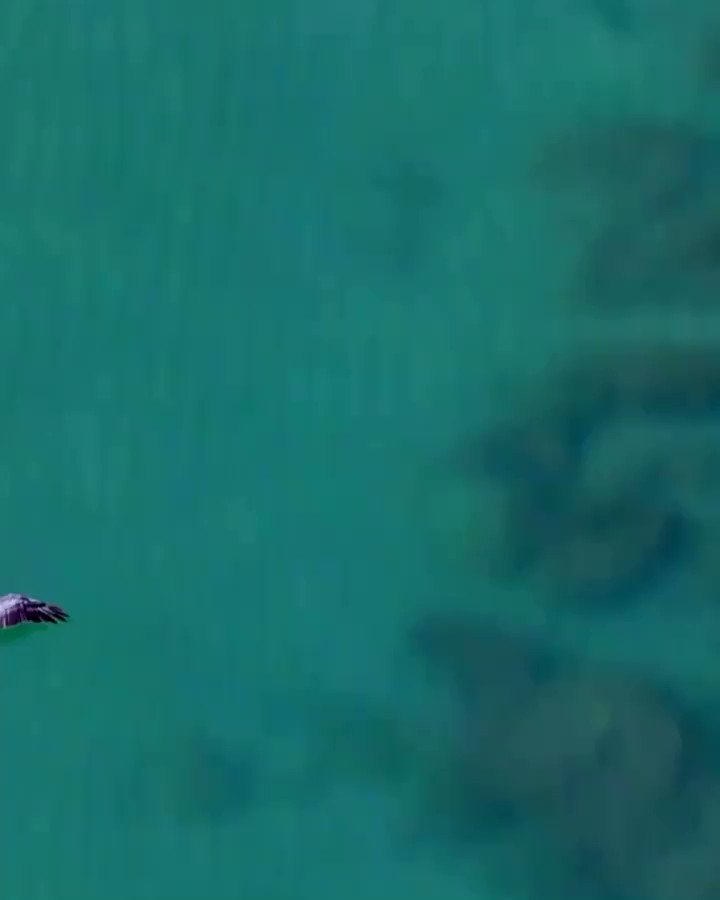 A pelicans flight