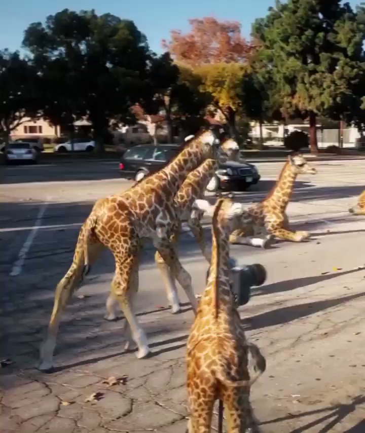 What would you name 