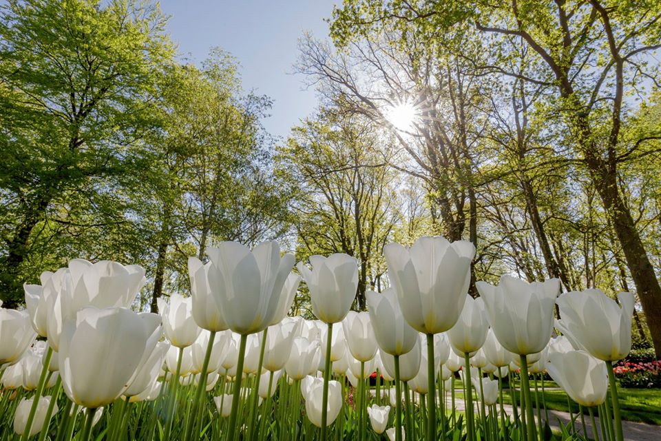 Prachtige witte tulp