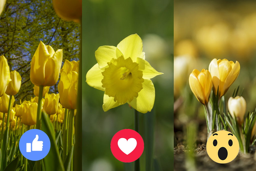 Welke gele bloem is 