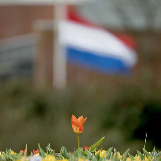 Fijne Koningsdag Or