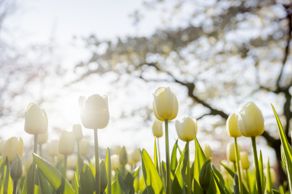 Elegante witte tulpe