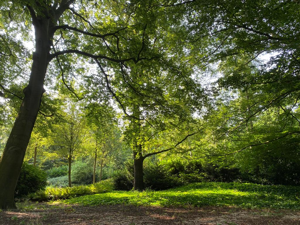 Het Juliana bos staa