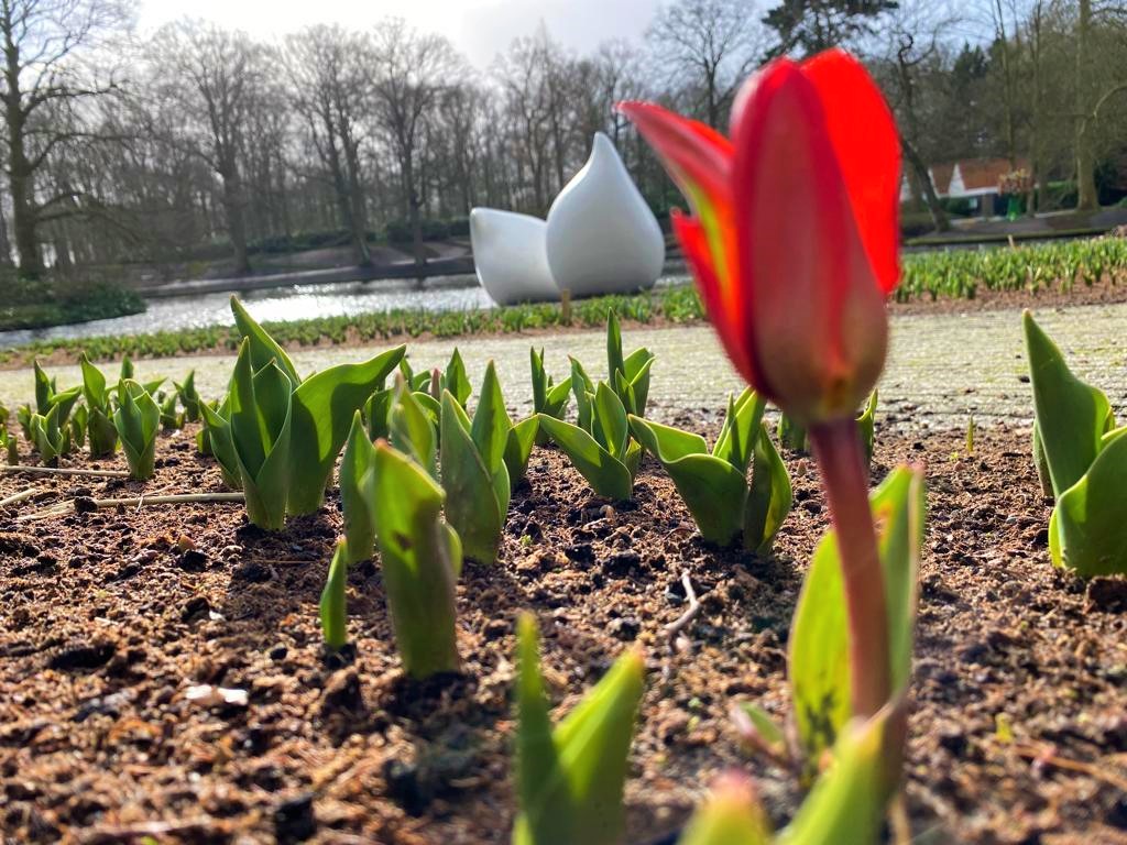 De eerste tulpen zij